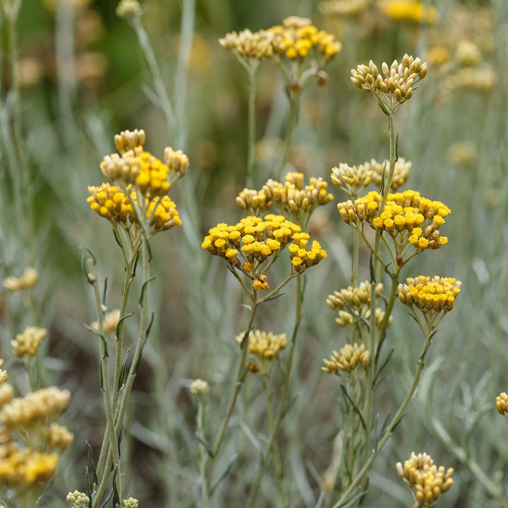 Helichrysum Italicum Essential Oil - Organic - France (Helichrysum Italicum G. Don) - Miracle Botanicals Essential Oils