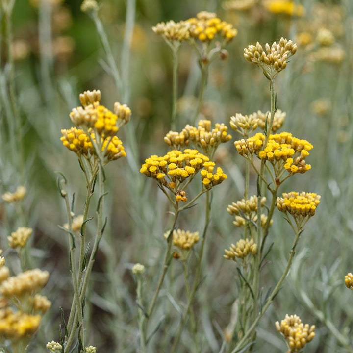 Helichrysum Italicum (Organic) Hydrosol (Helichrysum Italicum G. Don) - Miracle Botanicals Essential Oils