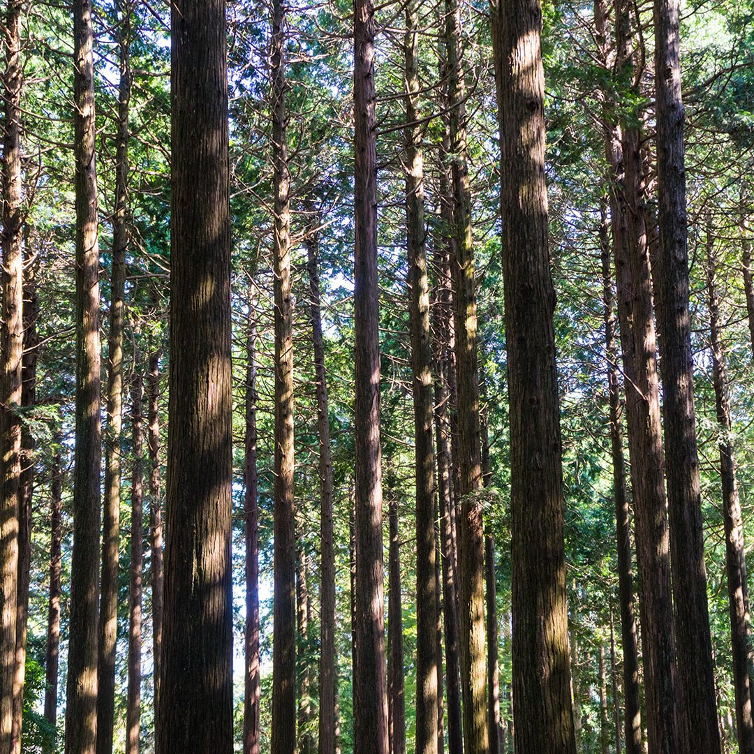 Hinoki Essential Oil (Chamaecyparis Obtusa) - Miracle Botanicals Essential Oils