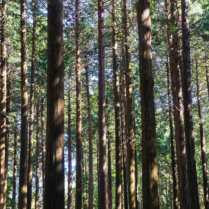 Hinoki Essential Oil (Chamaecyparis Obtusa) - Miracle Botanicals Essential Oils