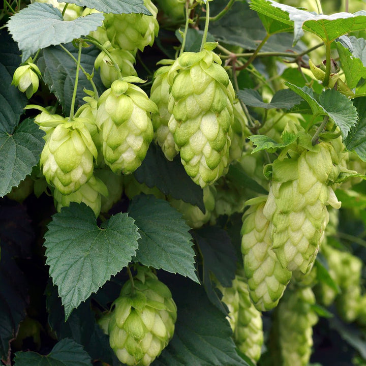 Hops Essential Oil (Humulus Lupulus) - Miracle Botanicals Essential Oils