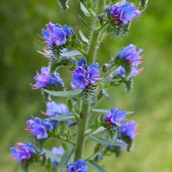 Hyssop Essential Oil (Hyssopus officinalis) - Miracle Botanicals Essential Oils