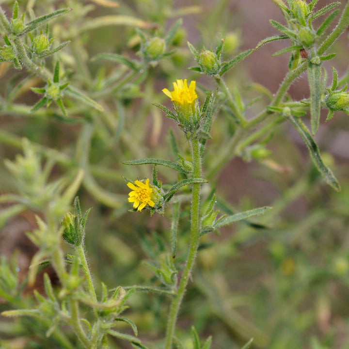 Inula Essential Oil - Fragrant Aster (Inula Graveolens) - Miracle Botanicals Essential Oils