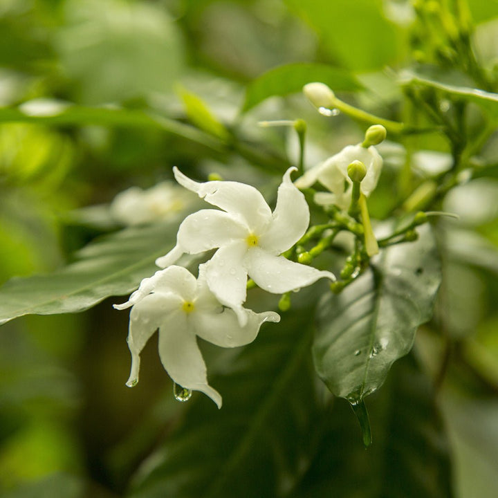 Jasmine CO2 Essential Oil - 10% Dilute in Meadowfoam (10% Pure Jasminum Grandiflorum Preblended in 90% Limnanthes Alba) - Miracle Botanicals Essential Oils