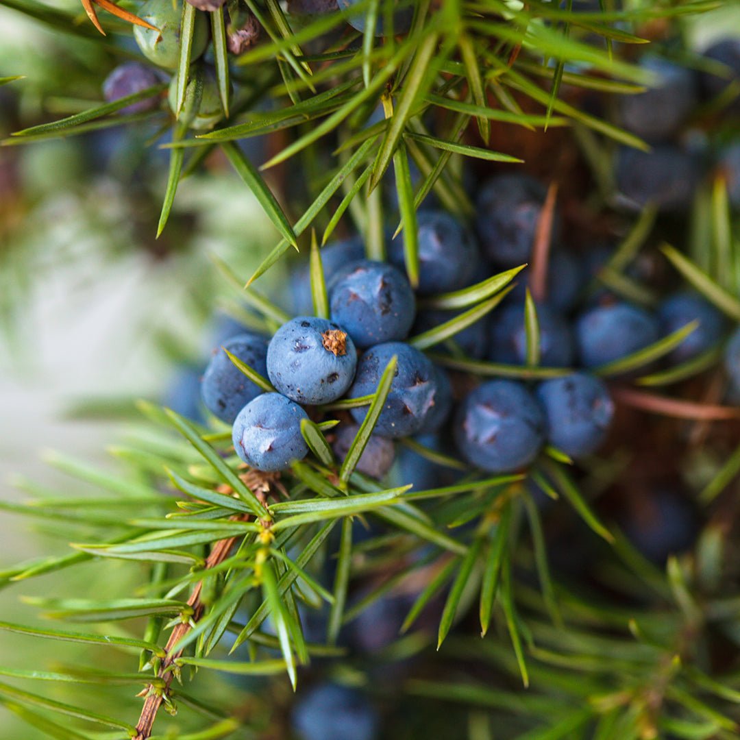 Juniper Berry Essential Oil - Organic - Co2 Extracted (Juniperus Communis) - Miracle Botanicals Essential Oils