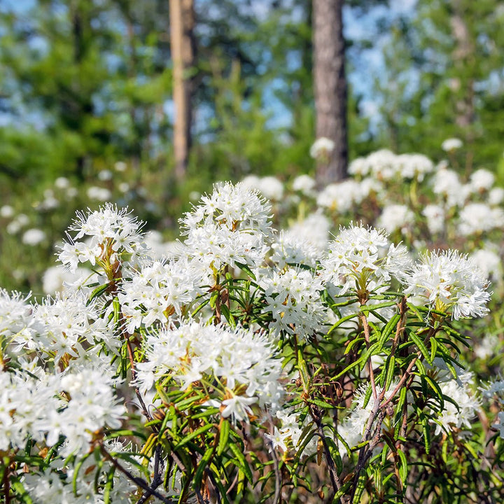 Labrador Tea (Ledum) Essential Oil - Organic (Ledum Groenlandicum) - Miracle Botanicals Essential Oils