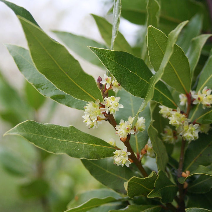 Laurel Leaf Essential Oil - Wildcrafted (Laurus Nobilis) - Miracle Botanicals Essential Oils