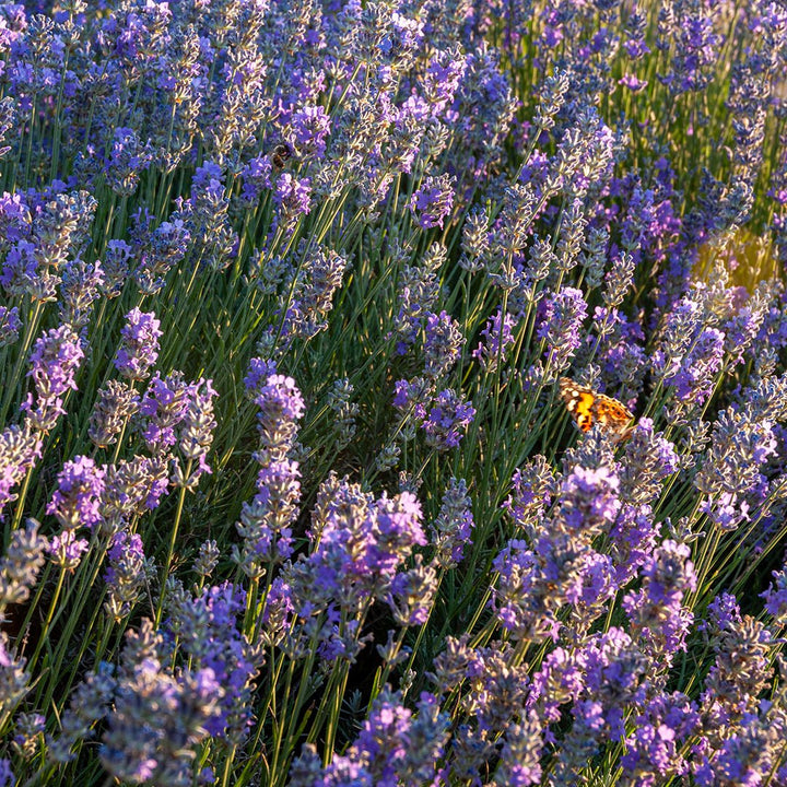 Lavender (Bulgaria) Essential Oil - Organic (Lavandula Angustifolia) - Miracle Botanicals Essential Oils