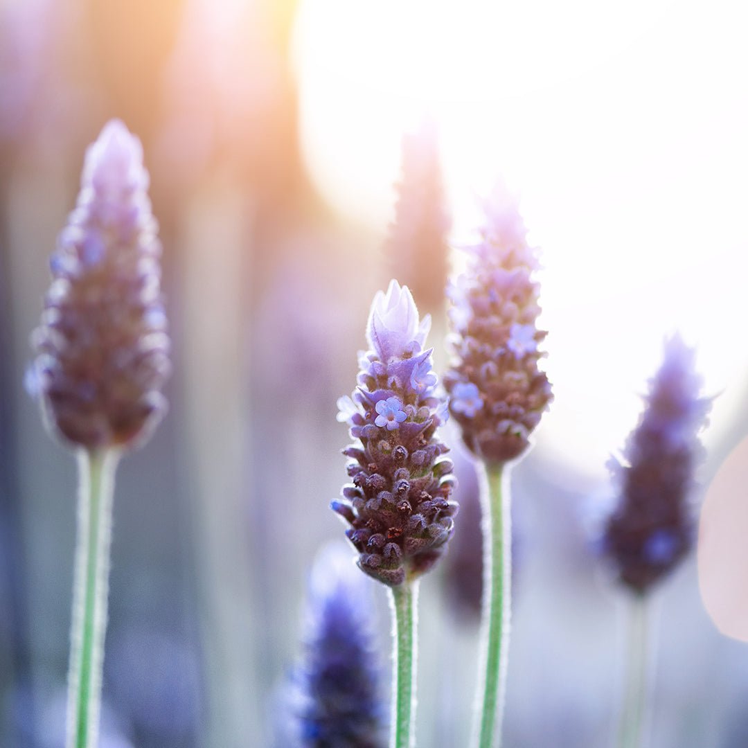 Lavender (Fine French - High Altitude) Essential Oil (Lavandula Angustifolia) - Miracle Botanicals Essential Oils