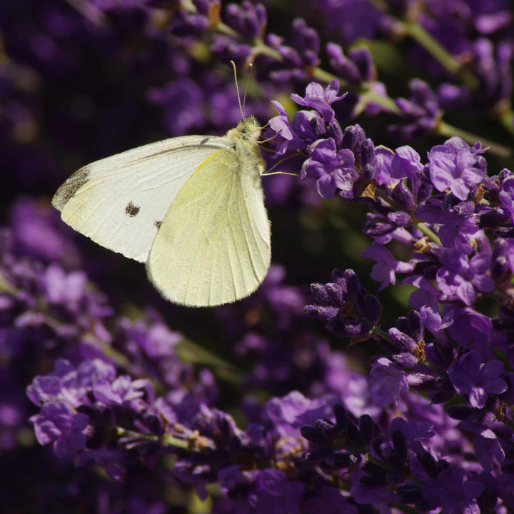 Lavender (New Zealand) Essential Oil (Lavandula Angustifolia - Miracle Botanicals Essential Oils