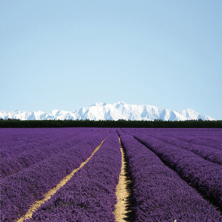 Lavender (New Zealand) Essential Oil (Lavandula Angustifolia - Miracle Botanicals Essential Oils