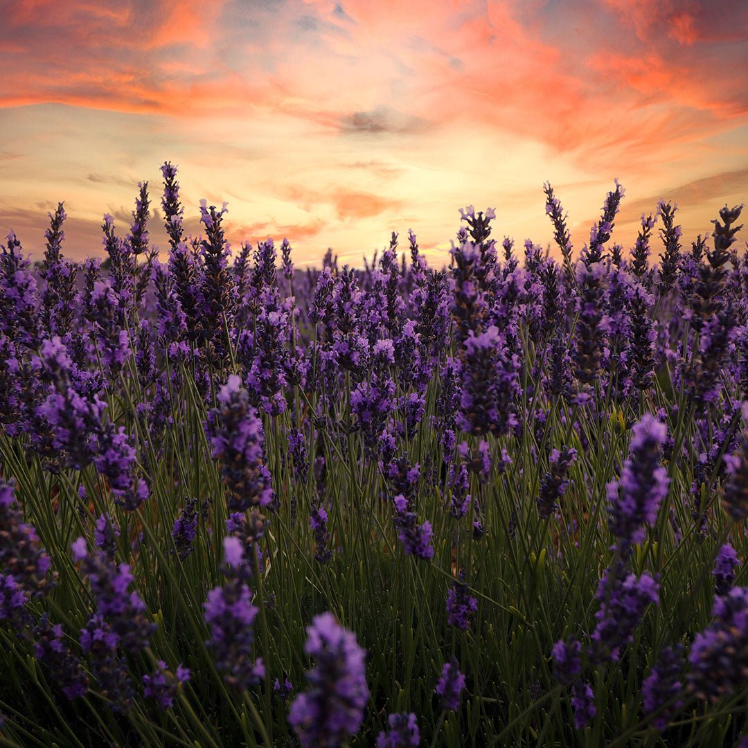 Lavender (Spike) Essential Oil - Organic (Lavandula Latifolia Medikus) - Miracle Botanicals Essential Oils