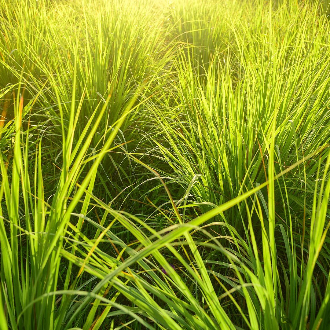 Lemongrass Essential Oil - Organic (Cymbopogon Flexuosus) - Miracle Botanicals Essential Oils