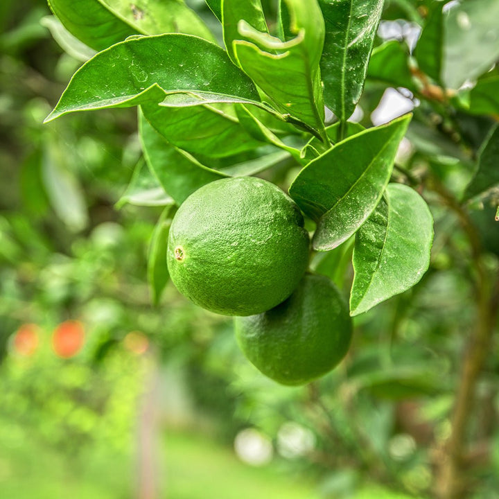 Lime Essential Oil (Citrus Aurantifolia) - Miracle Botanicals Essential Oils