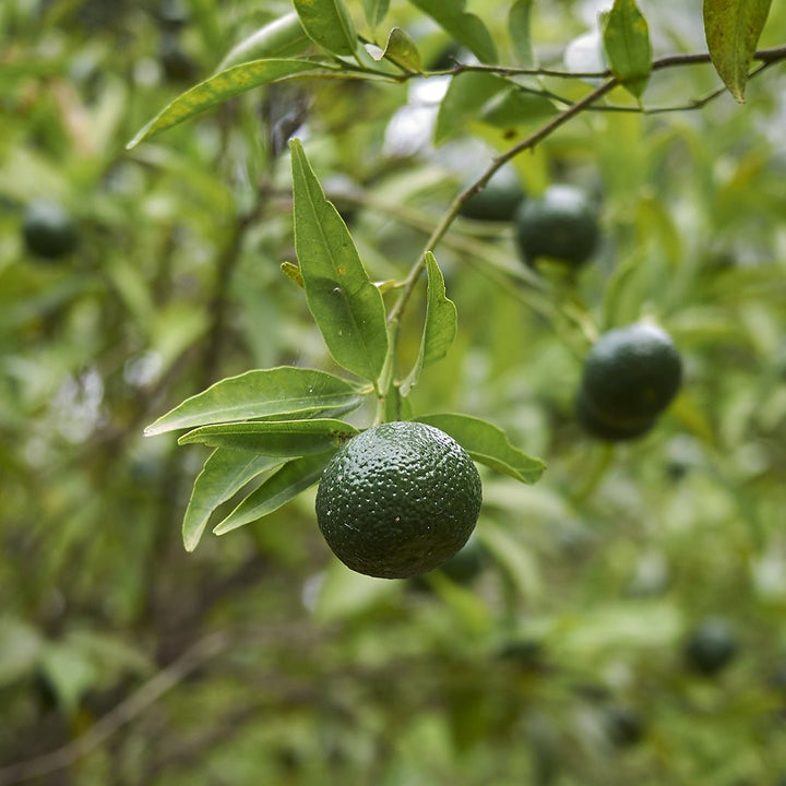 Mandarin (Green) Essential Oil - Organic (Citrus Reticulata) - Miracle Botanicals Essential Oils