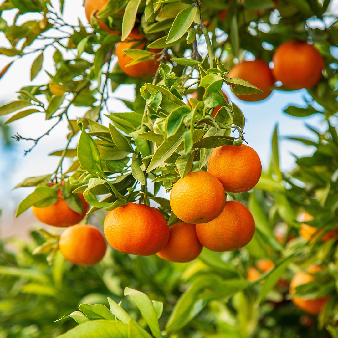 Mandarin (Red) Essential Oil - Italy (Citrus Reticulata) - Miracle Botanicals Essential Oils