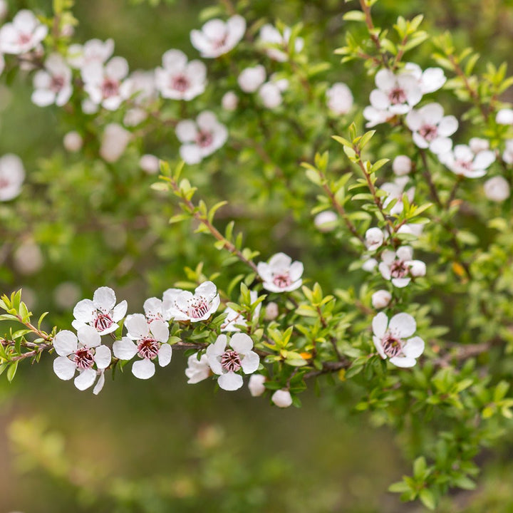 Manuka Essential Oil - Wildcrafted (Leptospermum Scoparium) - Miracle Botanicals Essential Oils