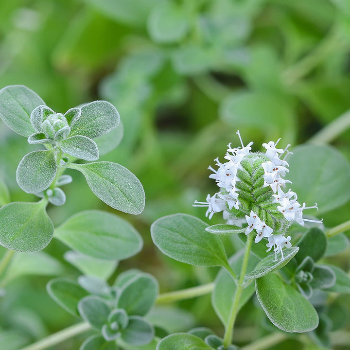 Marjoram Essential Oil (Sweet) (Origanum Majorana) - Miracle Botanicals Essential Oils