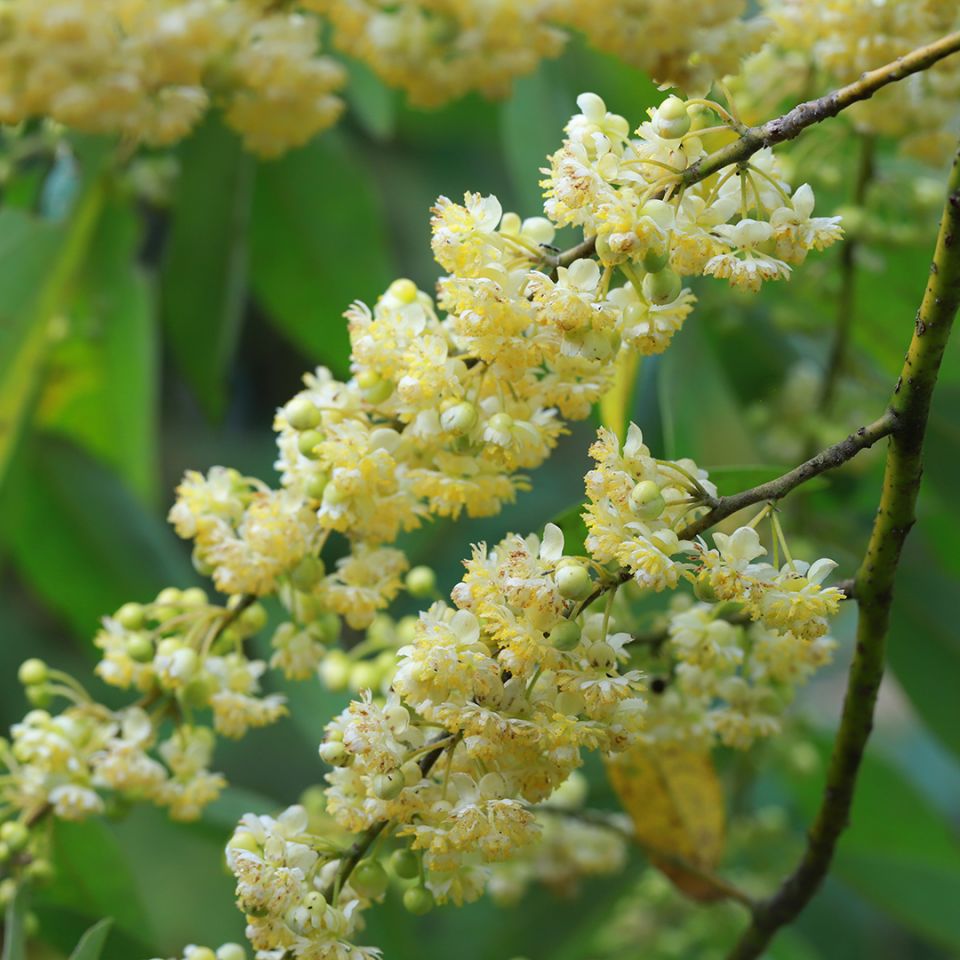 May Chang Essential Oil (Litsea Cubeba) - Miracle Botanicals Essential Oils