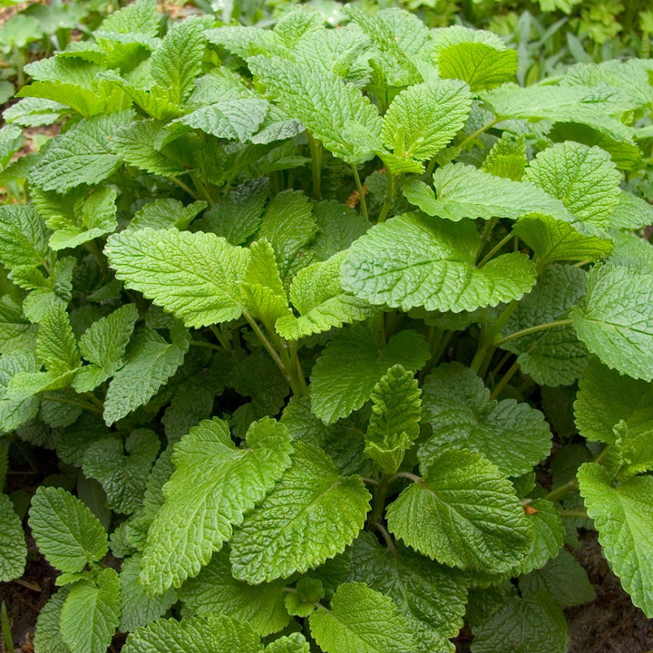 Melissa Essential Oil (Lemonbalm) - Organic (Melissa Officinalis) - Miracle Botanicals Essential Oils