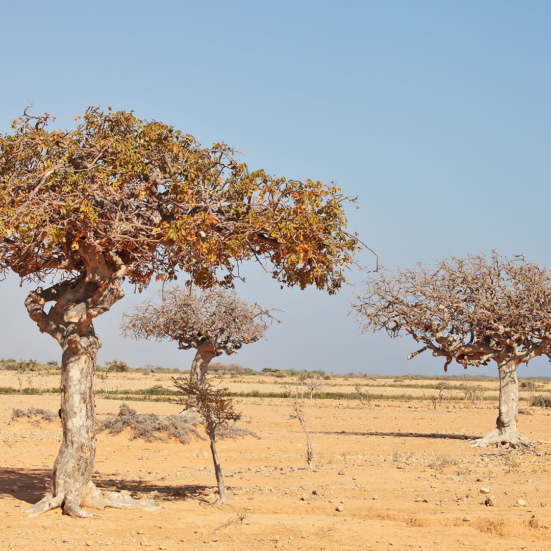 Myrrh Essential Oil - CO2 Extracted - Organic (Commiphora Myrrha) - Miracle Botanicals Essential Oils