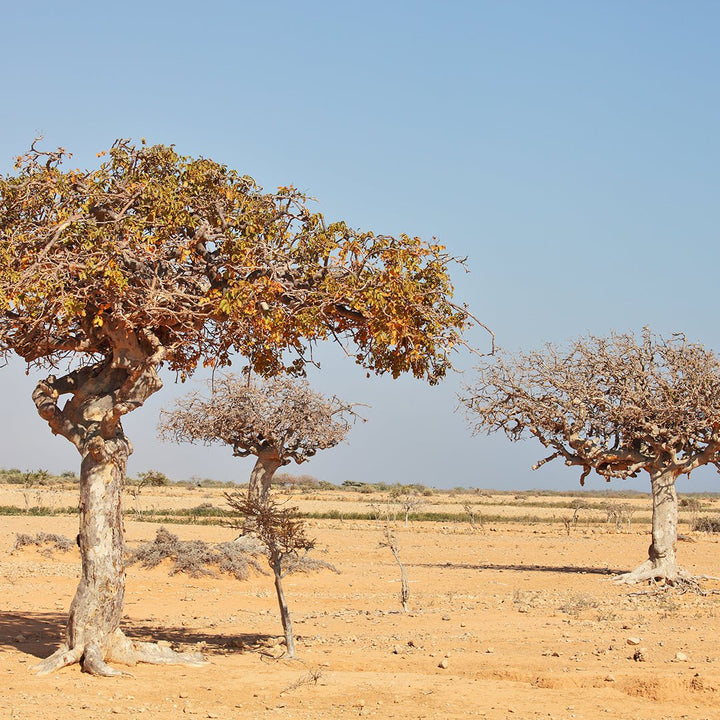 Myrrh Essential Oil - CO2 Extracted - Organic (Commiphora Myrrha) - Miracle Botanicals Essential Oils