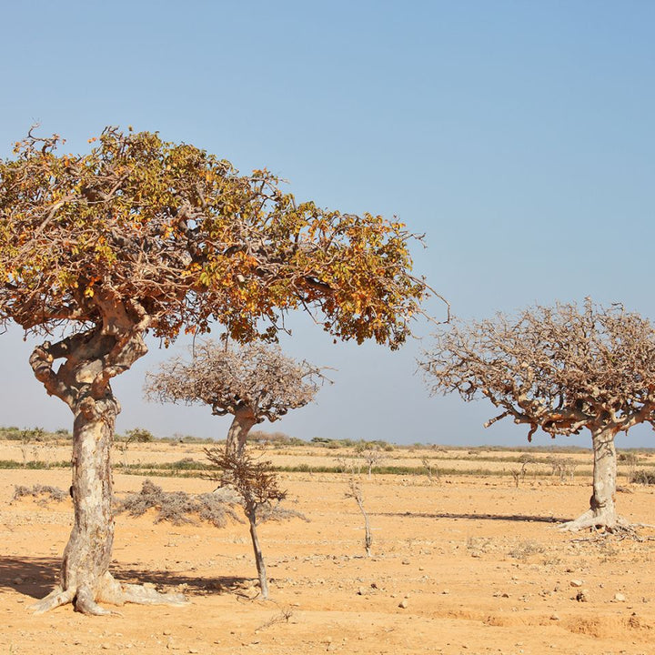 Myrrh Hydrosol - Organic (Commiphora Myrrha) - Miracle Botanicals Essential Oils