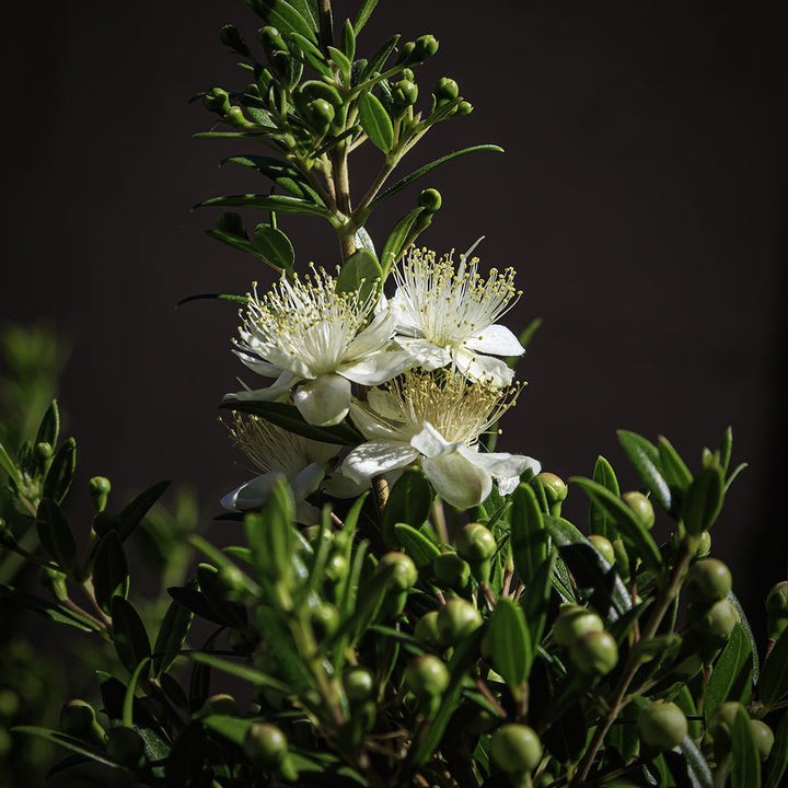 Myrtle Essential Oil - Organic (Myrtus Communis) - Miracle Botanicals Essential Oils