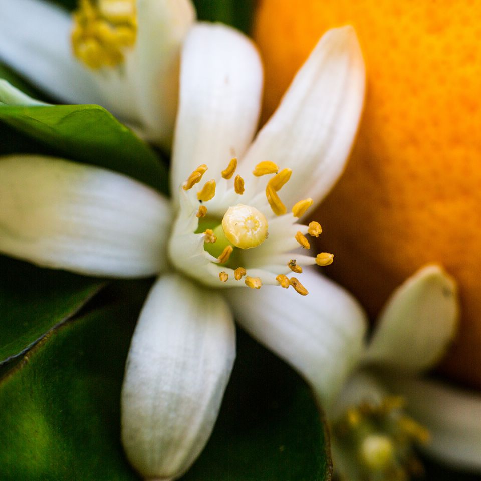 Neroli Essential Oil - Organic (Citrus Aurantium Amara) - Miracle Botanicals Essential Oils