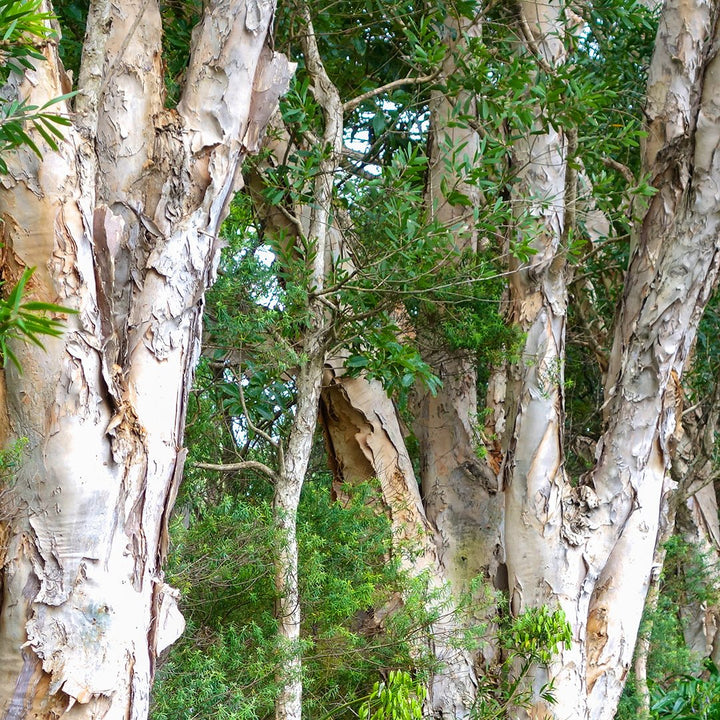 Niaouli Essential Oil - Organic (Melaleuca Quinquenervia) - Miracle Botanicals Essential Oils