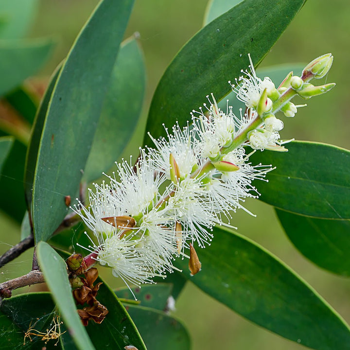 Niaouli Essential Oil - Type Nerolina - Wildcrafted (Melaleuca Quinquenervia) - Miracle Botanicals Essential Oils