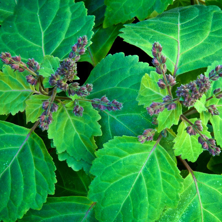 Patchouli (Light) Essential Oil - Organic (Pogostemon Cablin Benth.) - Miracle Botanicals Essential Oils