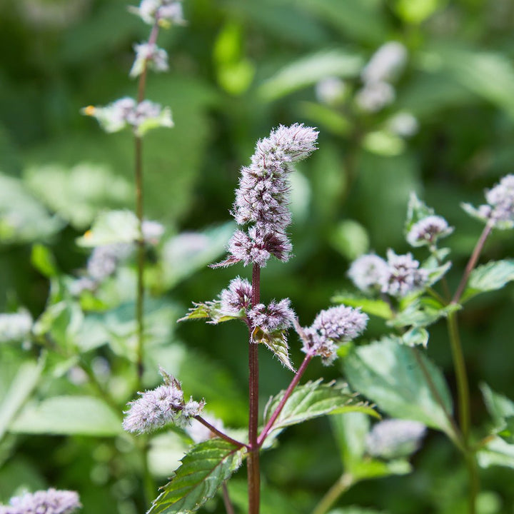 Pennyroyal Essential Oil - Wildcrafted (Mentha Pulegium) - Miracle Botanicals Essential Oils