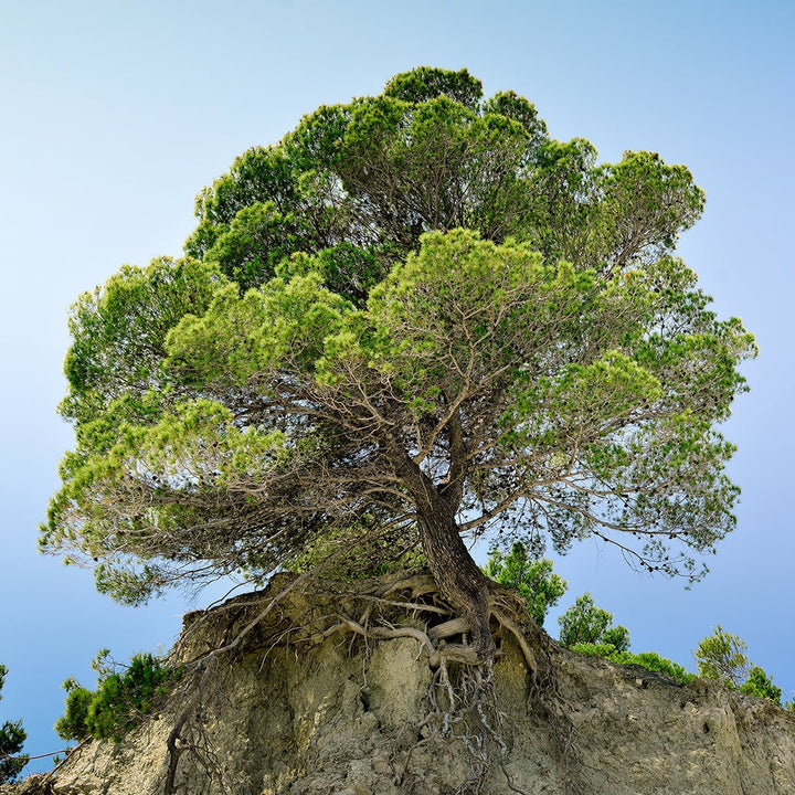 Pine Resin Turpentine Essential Oil - Organic (Pinus Pinaster) - Miracle Botanicals Essential Oils