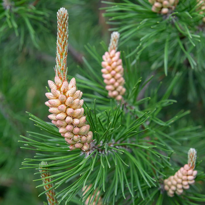 Pine (Scotch) Essential Oil (Pinus Sylvestris) - Miracle Botanicals Essential Oils