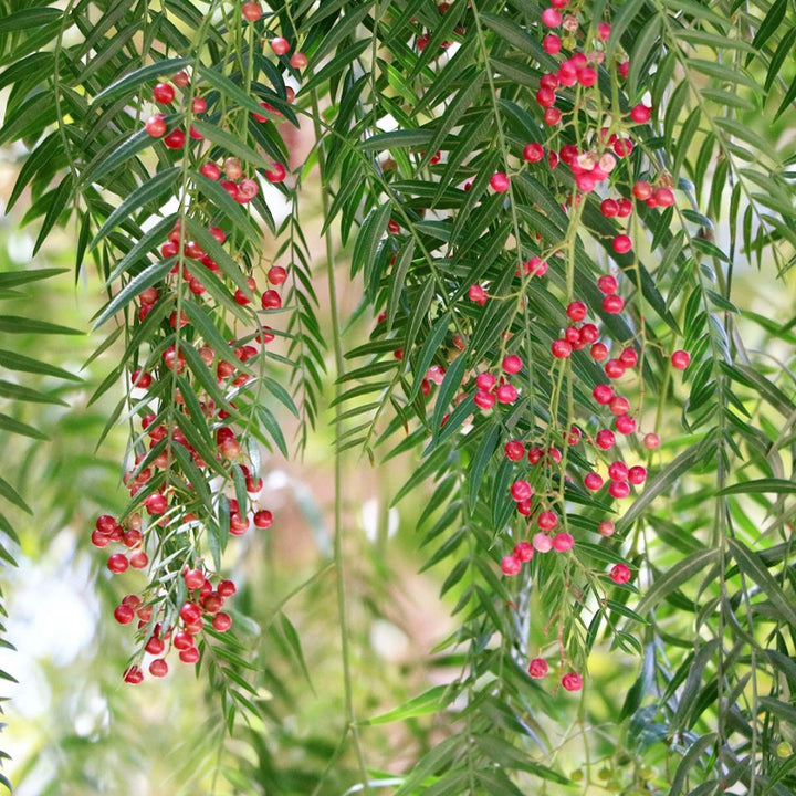Pink Pepper Essential Oil (Schinus Molle) - Miracle Botanicals Essential Oils