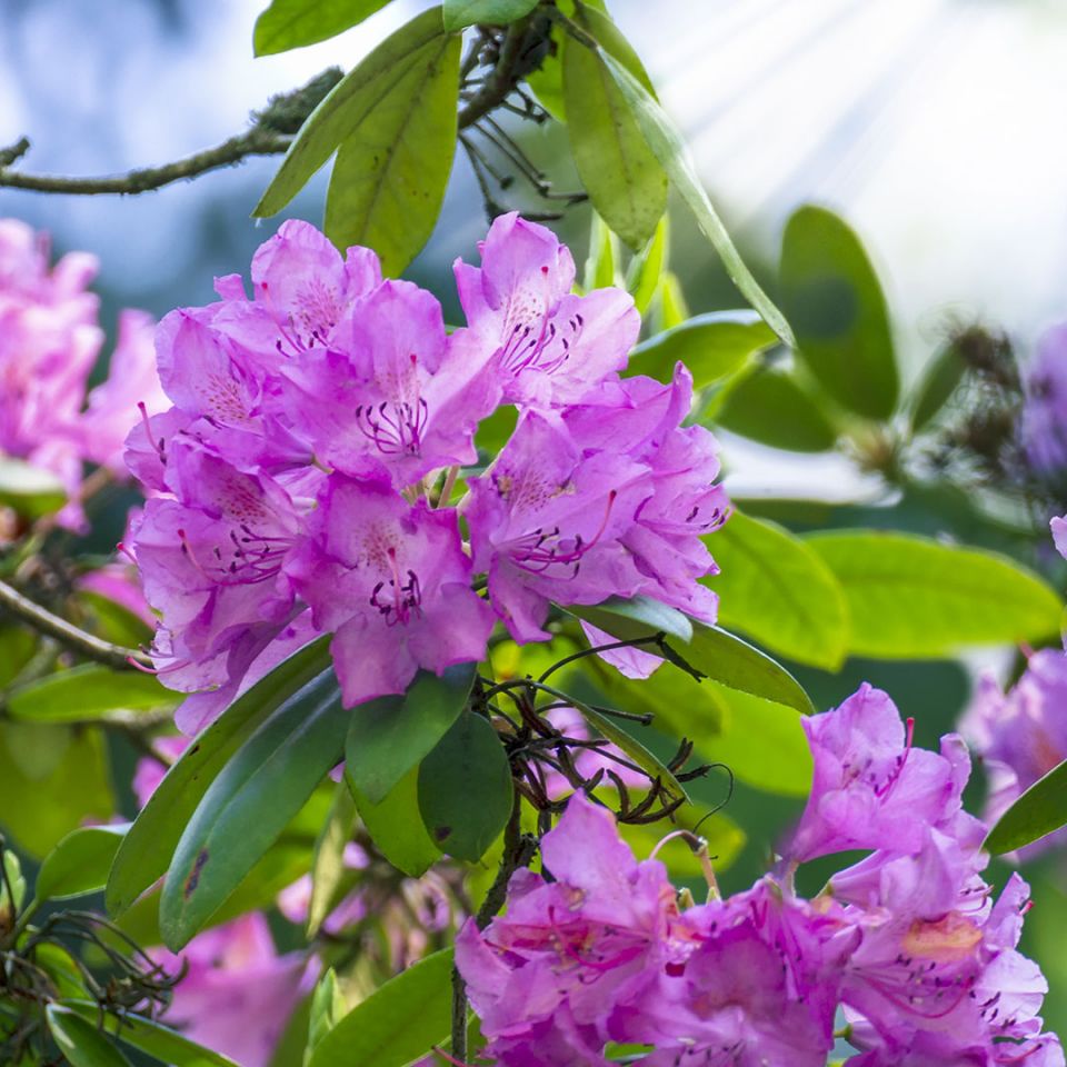 Rhododendron Essential Oil (Rhododendron anthopogon) - Miracle Botanicals Essential Oils
