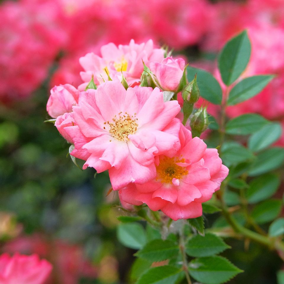 Rose (Bulgarian) Essential Oil - Rose Otto (Rosa Damascena) - Miracle Botanicals Essential Oils