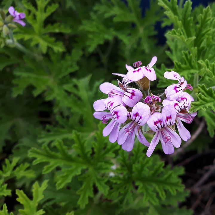 Rose Geranium Essential Oil - Organic (Pelargonium Roseum x Asperum) - Miracle Botanicals Essential Oils