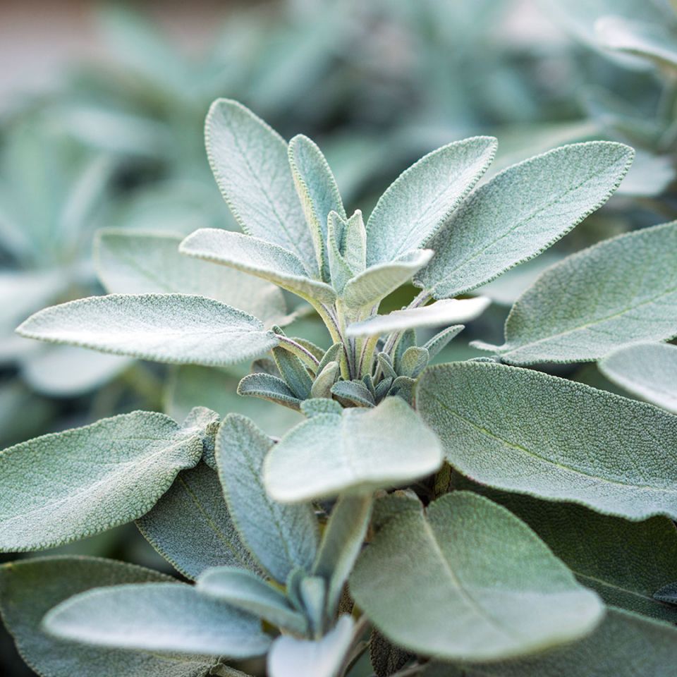 Sage Essential Oil - Organic (Salvia Officinalis) - Miracle Botanicals Essential Oils