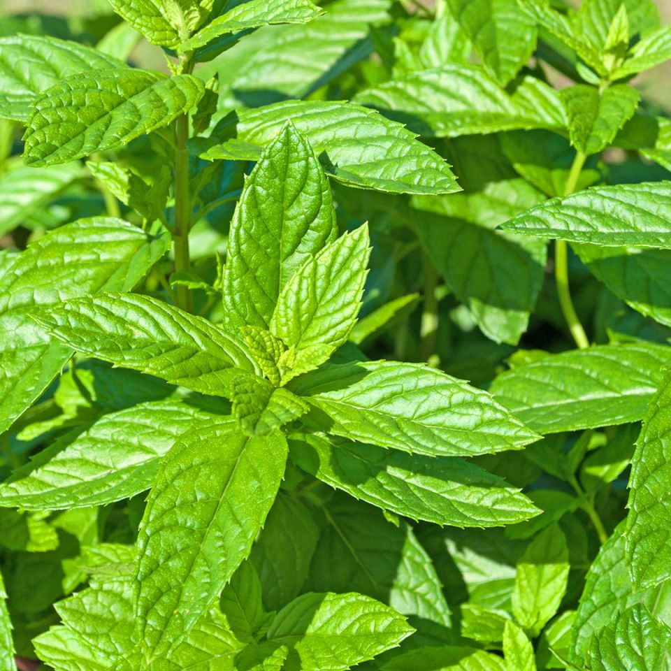 Spearmint Essential Oil - USA (Mentha Spicata) - Miracle Botanicals Essential Oils