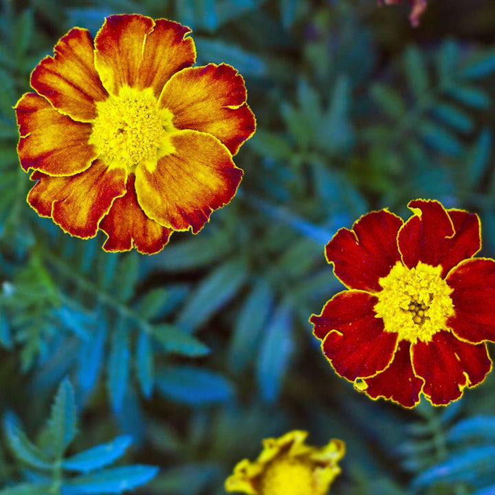 Tagetes Essential Oil - Marigold (Tagetes Minuta) - Miracle Botanicals Essential Oils