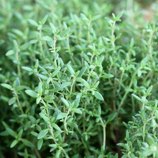 Thyme Essential Oil (Sweet) (Thymus Vulgaris ct. Linalool) - Miracle Botanicals Essential Oils