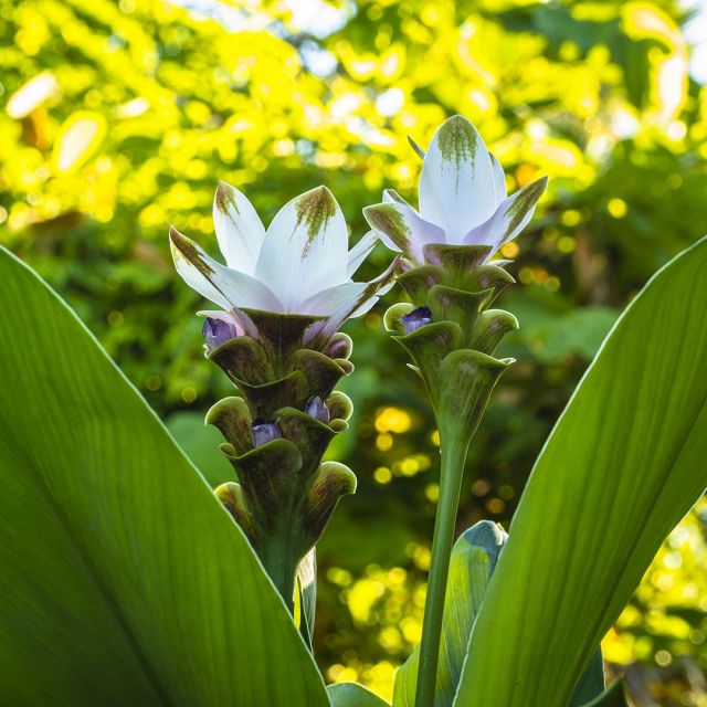 Turmeric Essential Oil - Organic - CO2 Extracted (Curcuma Longa) - Miracle Botanicals Essential Oils