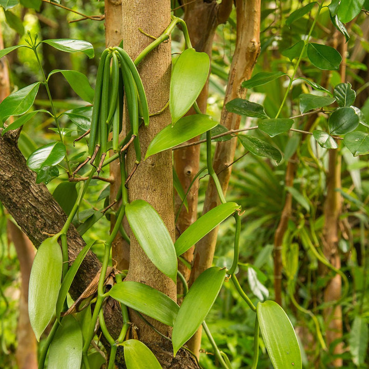 Vanilla Essential Oil (6% Vanillin) - CO2 Extracted (Vanilla Planifolia) - Miracle Botanicals Essential Oils
