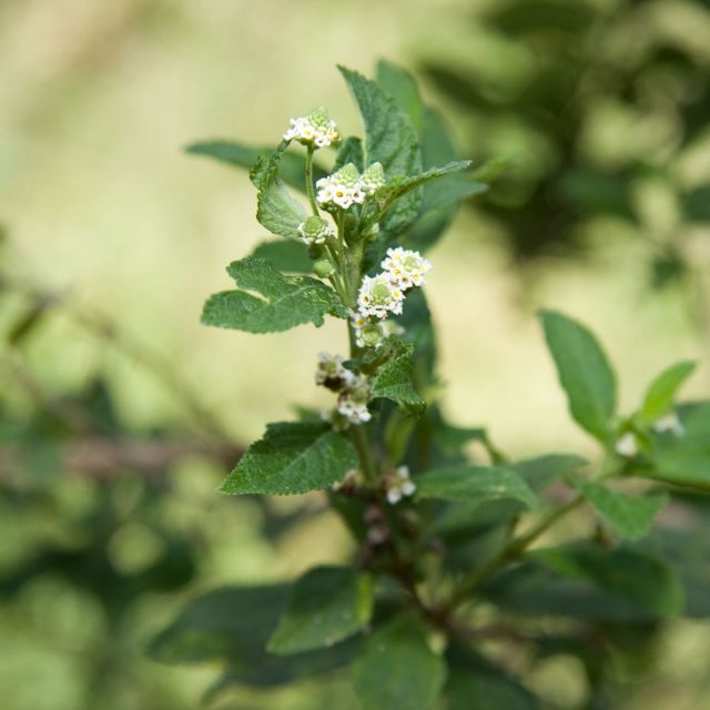 Verbena (Wild) Essential Oil - Organic (Lippia Javanica) - Miracle Botanicals Essential Oils