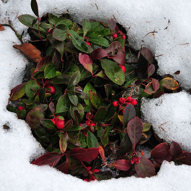 Wintergreen Essential Oil (Gaultheria Procumbens) - Miracle Botanicals Essential Oils