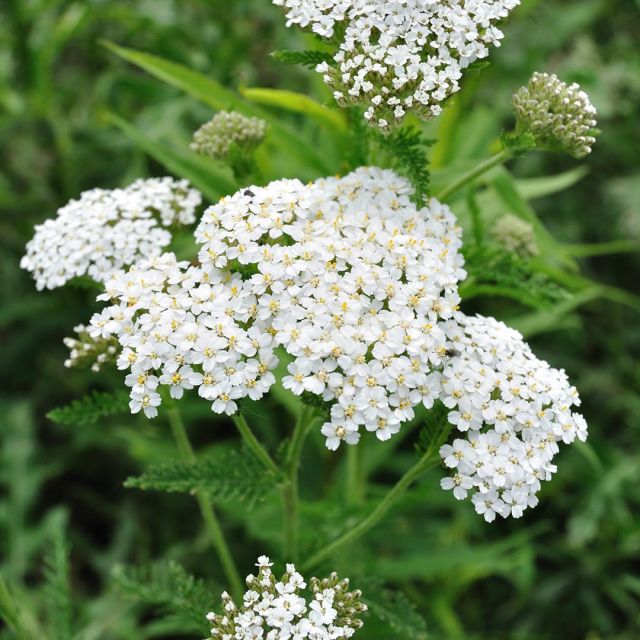 Yarrow Essential Oil (Achillea Millefolium) - Miracle Botanicals Essential Oils