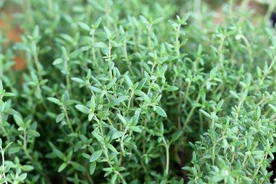 Sweet Thyme Essential Oil Benefits Skin, Hair, Nails & Mind