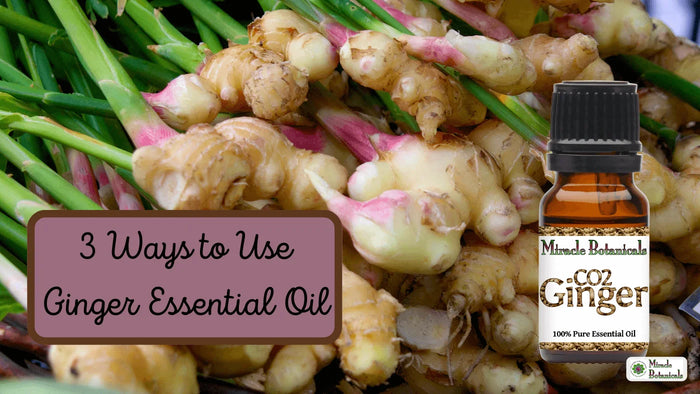 Miracle Botanicals CO2 Ginger essential oil bottle on fresh ginger roots, with text: 3 Ways to Use Ginger Essential Oil